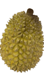 Durian fruit, spiky rind, tropical.